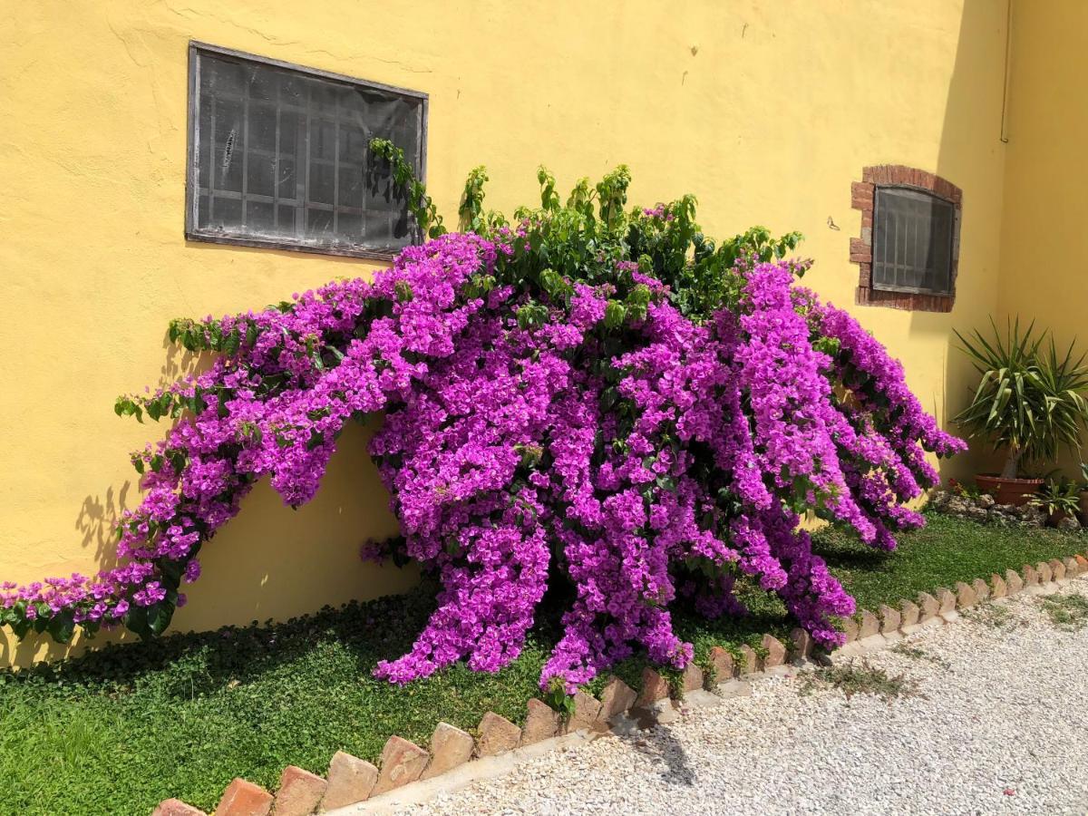 La Nana Gialla Gasthof Riotorto
